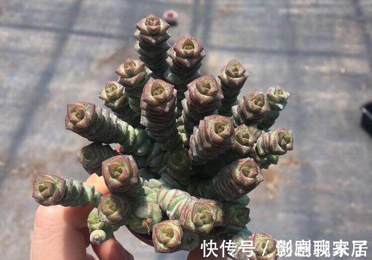 钱币|这七种植物天生就是富贵命,家里养一盆,招财纳福