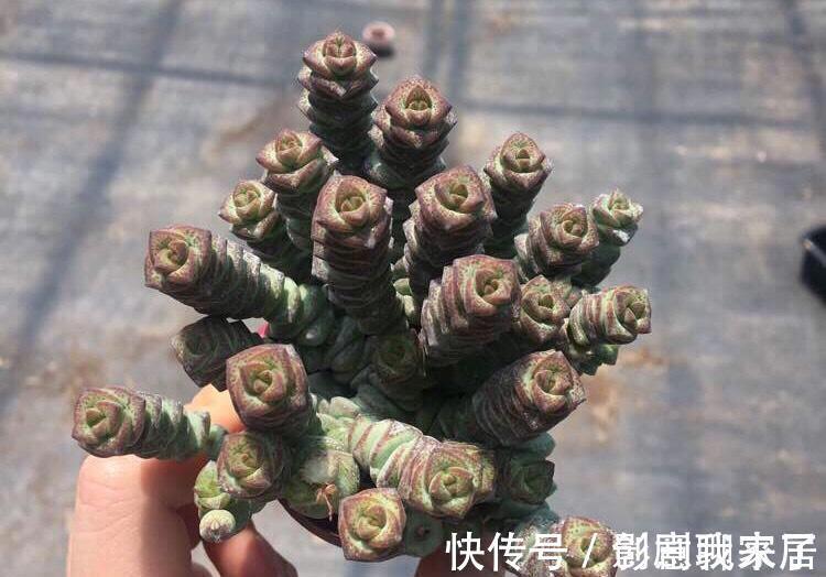 钱币|这七种植物天生就是富贵命，家里养一盆，招财纳福