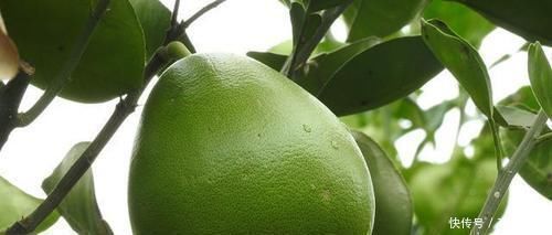 糖尿病患者|糖尿病注定与水果无缘?提醒:这5种再馋也别碰,这4种可放心吃