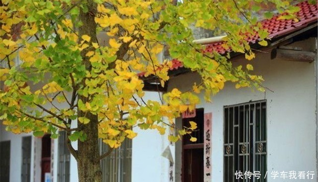 乡下老宅墙角跟，家家户户栽“4种树”，寓意“子孙有福”知道吗！