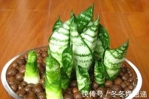 盆栽虎皮兰,学会这3招,保证让你的虎皮兰不断长侧芽