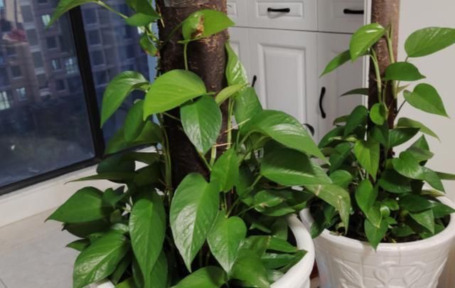 家里养绿萝,需要多浇水、多整理根系,再注意“1点”,长得快