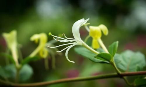 清热解毒|疏散风热、清热解毒,关于中药“夏季第一花”你有多少了解