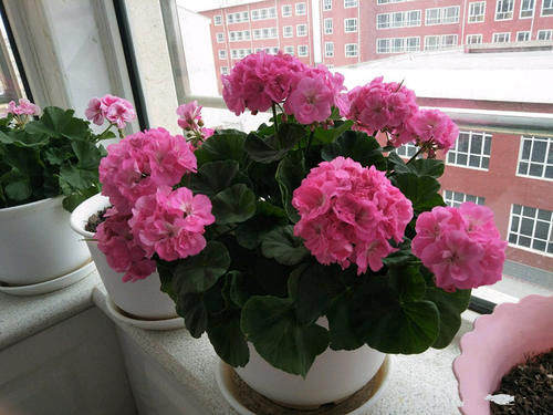 名花|世界名花“天竺葵”,优秀的阳台盆栽花,家里养一盆,三季有花看