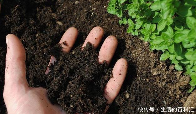 养护|三角梅这样来养护,爆盆开花不是梦,阳台庭院变花园