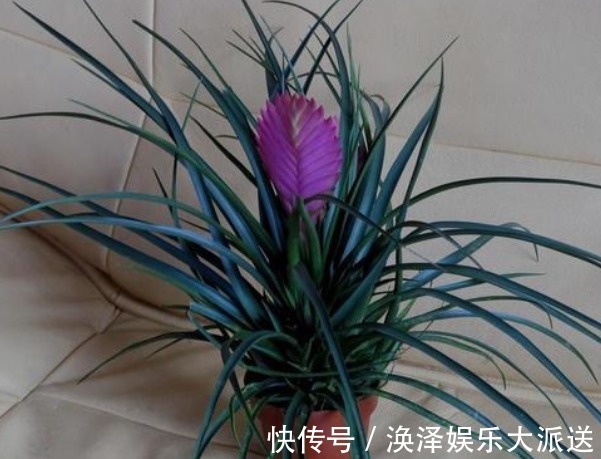 兰科类|铁兰是怎么养出来的老花农无意说出了其中的奥秘,花友们快来学