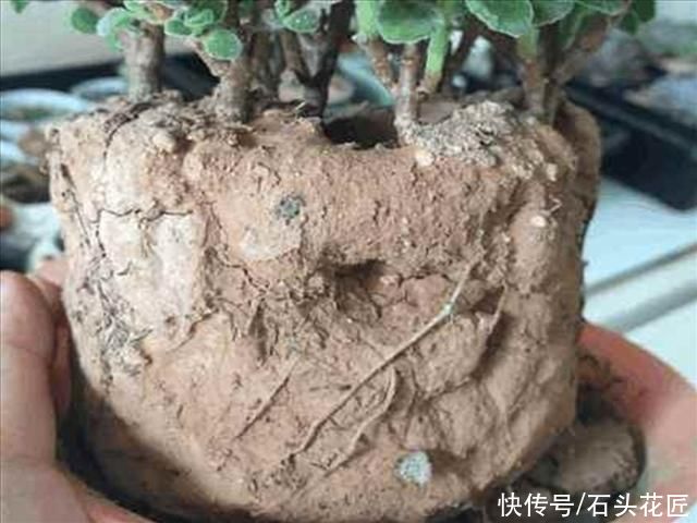 板结|养花土变成“大土块”？这都是你自己造成的，这里有解决办法