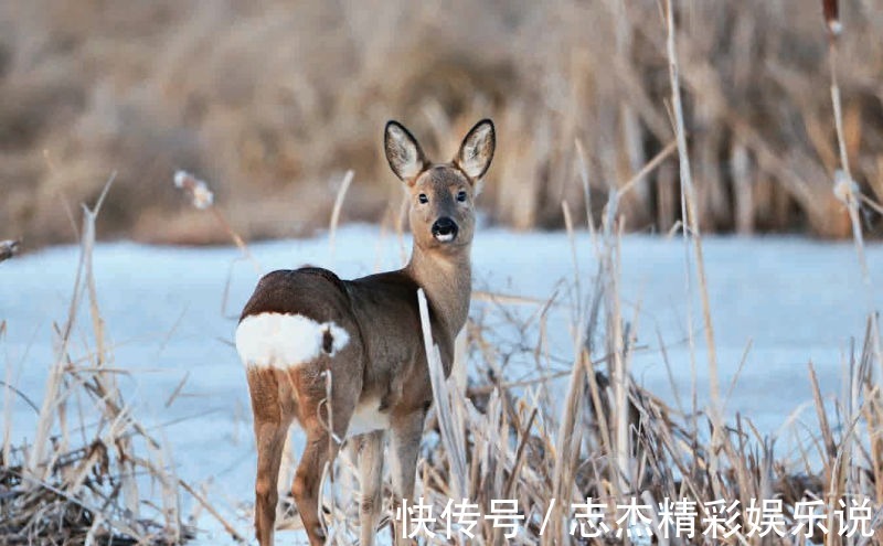 黑嘴松鸡|林草科普大兴安岭寻鸟兽没想象中简单