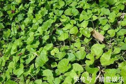 这野草叶片有裂缝，长相似铜钱草，却更受欢迎，炖鱼味道鲜