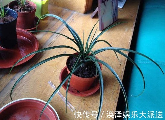 兰科类|铁兰是怎么养出来的老花农无意说出了其中的奥秘，花友们快来学