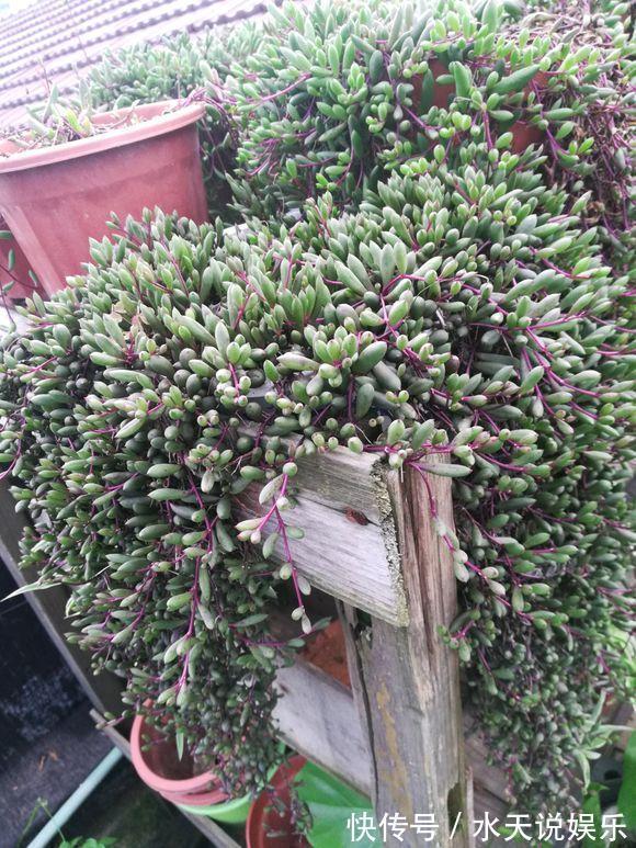 7种多肉，一养就爆盆，长长垂下来，变成“肉瀑布”，美煞人