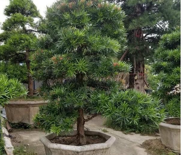 乡下|乡下村长家门口有棵“镇宅树”,几波盆景人想买,怎么说都不肯卖