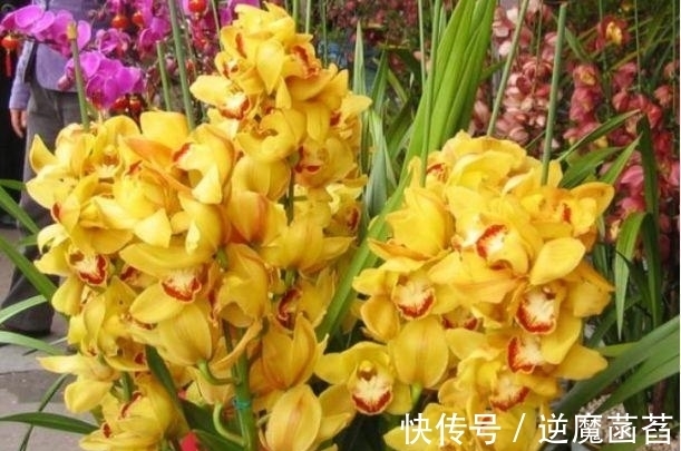 兰花|家里养这几款花卉,娇小不占地,便宜又好养,10元2盆