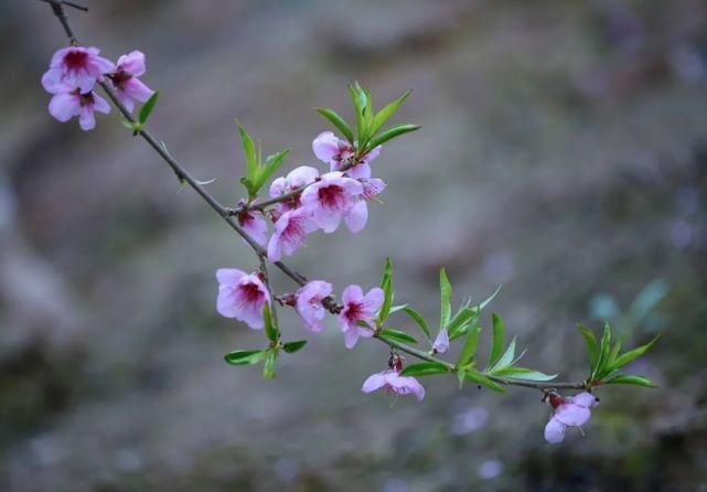 僧人|来武清这里，赏桃花！