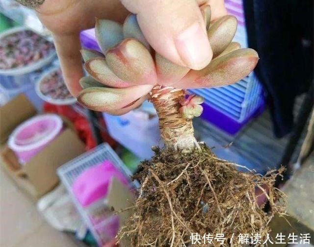 多肉植物换盆别忘了做1件事,服盆快,侧芽多,长势比不做要好!