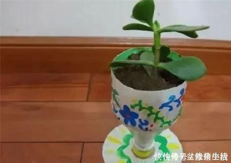 旧物|家中旧物拿来养花,1个花盆也不用买,种了满屋的花,漂亮实用