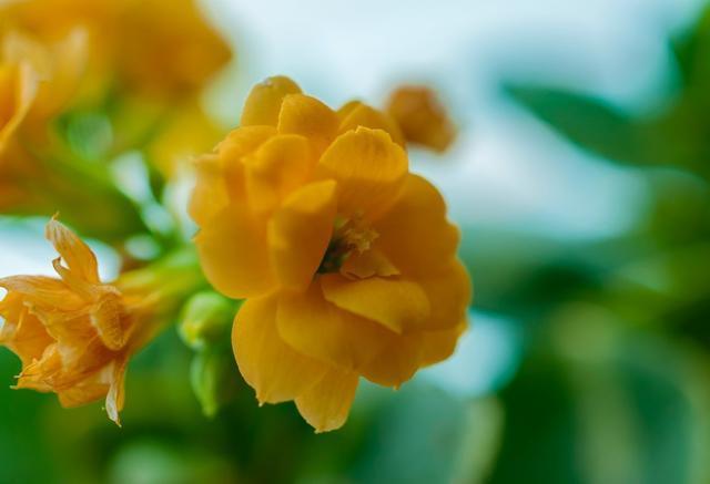 养好长寿花很简单!从这5方面下手,花期长开花旺!