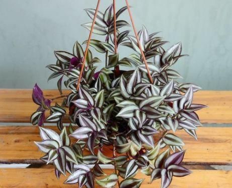  开花|4款盆栽花，好养易成活，花美似牡丹，全年开花不断