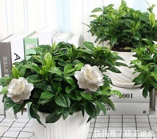 寒冷的冬天,栀子花的养护谨记4点,枝粗叶大,越养越旺盛