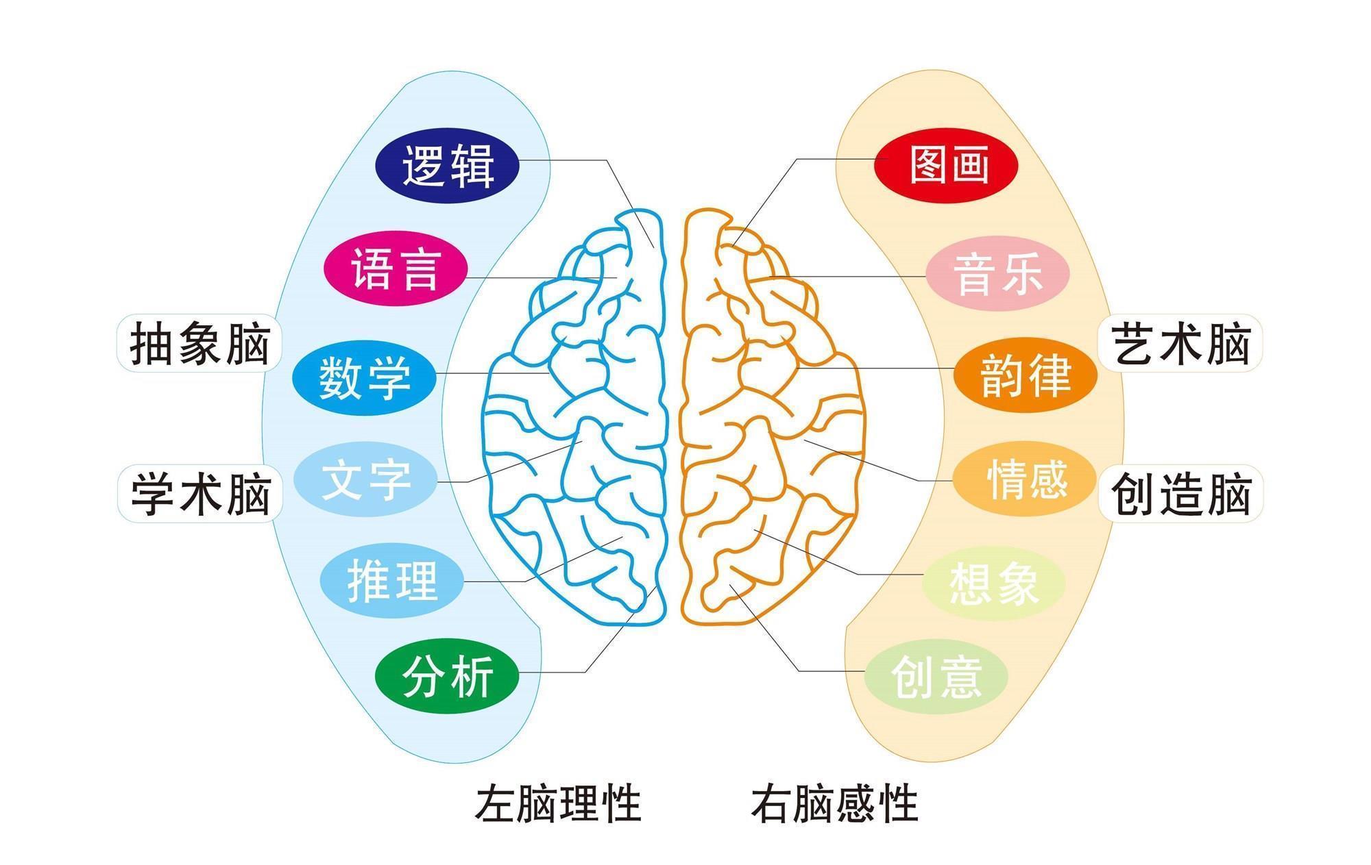 记忆力|孩子若有这3种特征,说明右脑很发达,长大多半是“学习的料”