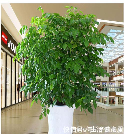 橡皮树|4种懒人树,浇水懒一些,种在小盆里,呼呼长不停,是盆栽佳品!