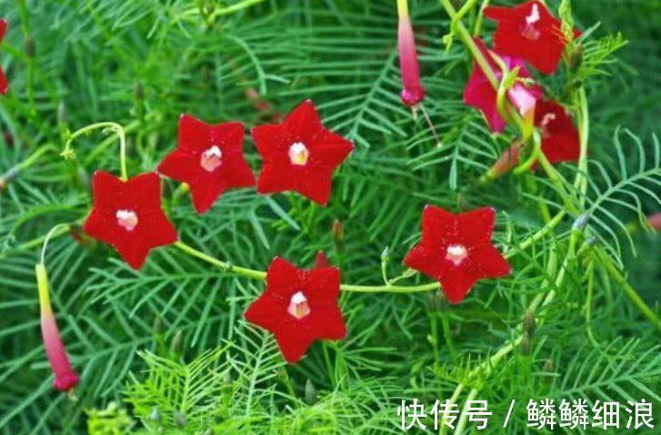 五角星花|4种花美的出奇，一盆几十块，添绿意清空气，格调品味高！