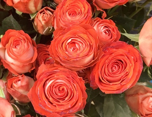 喜欢养花，不如养盆“珍品月季”惊艳泡泡，颜色鲜亮，美观感极高