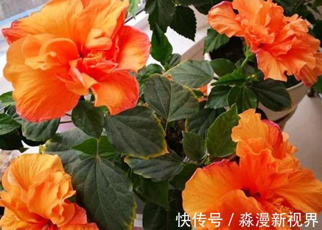 阳台|阳台养盆“扶桑花”,注意4个方面,长成“小树”,四季花开不败
