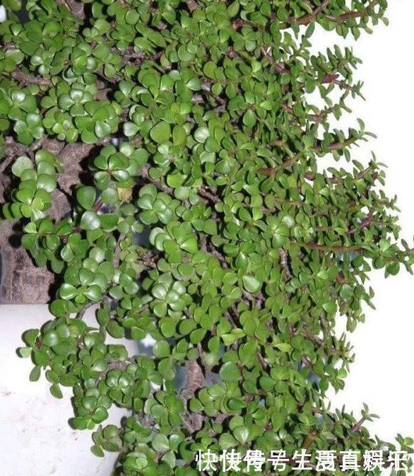 修剪|养金枝玉叶,一个小技巧,盆栽变成漂亮盆景,叶绿枝多姿态优美