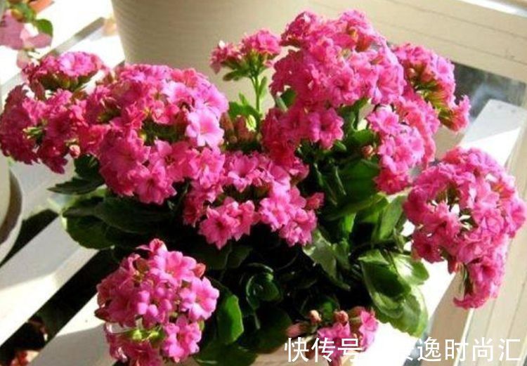 芹叶牡丹|几款艳丽的花卉,漂亮又好闻,全年开花不断,美观大气