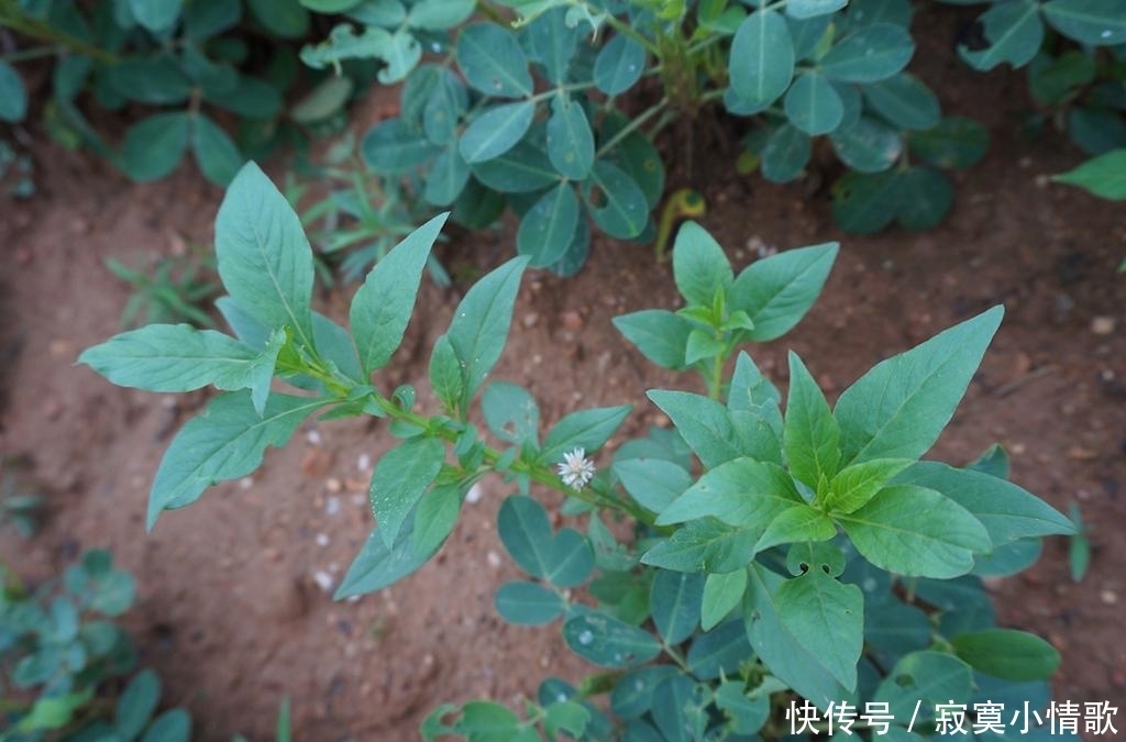 狗尾草|农田边的害草,农民痛恨不已,但叶子却是稀罕野菜,种子能做糕点