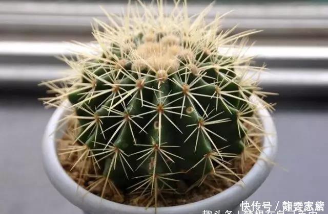 种花|5种花在夜间“呼吸”，适合放在卧室内，可净化废气，对睡眠好