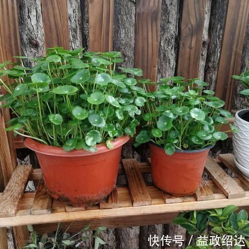 维生素c|自制几种养花肥,钱都不用花,还让花卉长得更旺盛