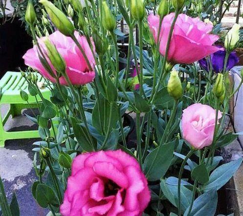 5种花不仅花好看,名字也好听,还是爆盆能手