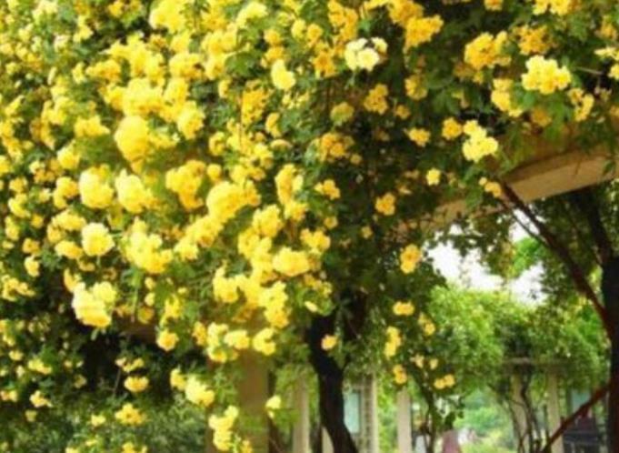 重瓣凤仙花|庭院选这几款花,花姿妖娆,花开美观又大气,花色艳丽灿烂无双