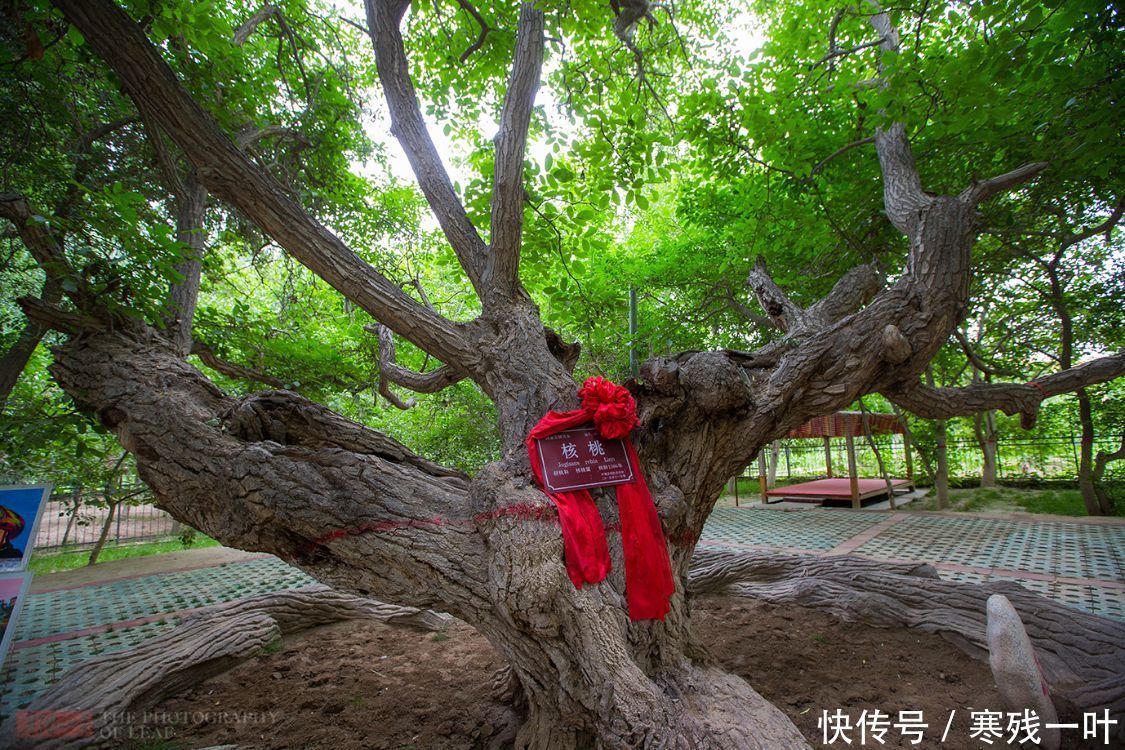 核桃树|新疆有七棵古核桃树，树龄超1500年，合称核桃七仙，景色难得一见