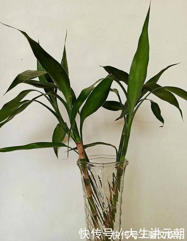 药片|4种药片过期了不要扔,养花用一片,杀菌消毒、防黄化、促生根