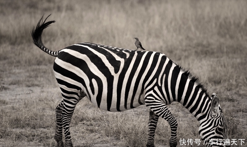 “地球最美疤痕”东非大裂谷沿线巡礼
