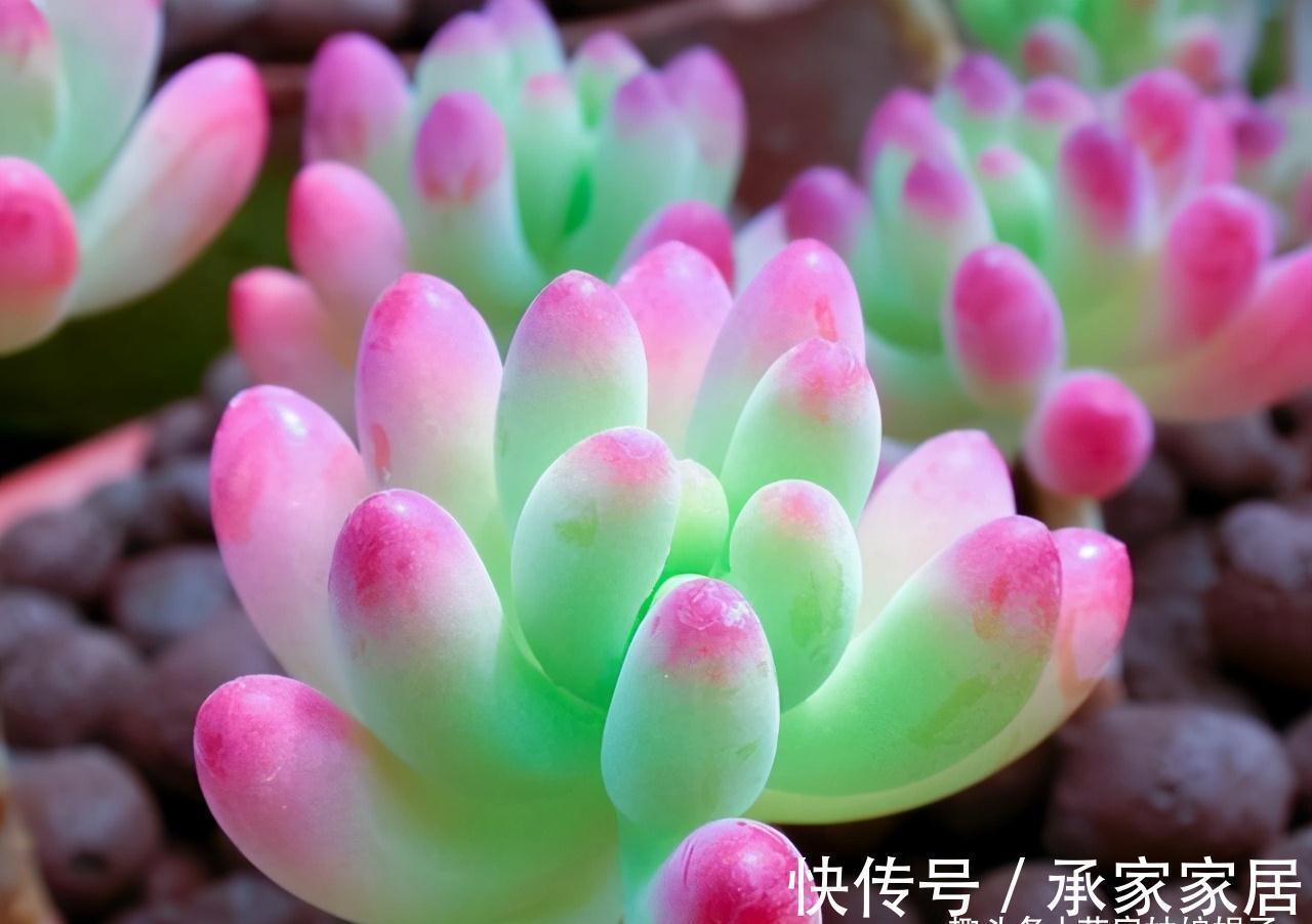 给多肉植物上盆，牢记这5个方面，服盆快，后期也好养一些