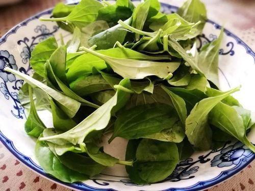 药用价值|这草长得像菠菜，既能喂鸽子又能当野菜，路边很多，采摘要趁早
