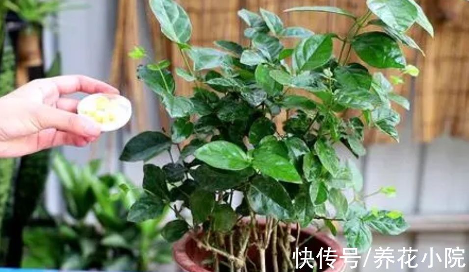 多肉植物|天冷6种花要“穷养”，少水少肥有利过冬，春天长得旺