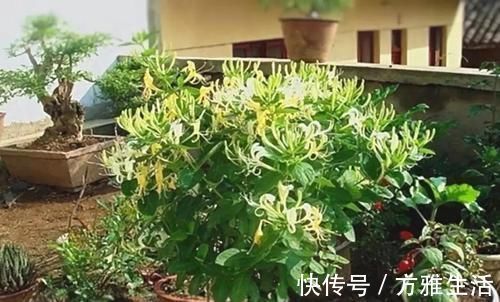 长寿|花盆太深真要命,长寿君子兰养1盆死1盆,赶紧换!