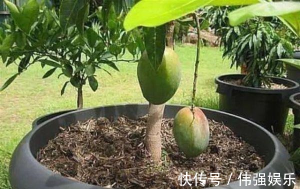 3种“吃不起”的东西,捡“1颗”种子扔盆里,长成小树,结果能吃