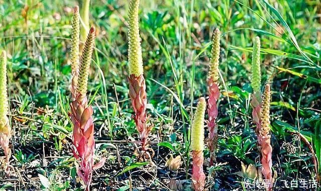 中年|这种独根草，长满“鱼鳞”人称“不老草”治肾虚有奇效