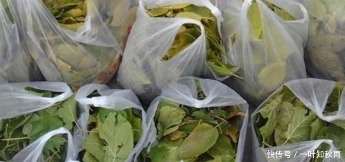 风热感冒|农村这个树叶是个宝,可以用来做茶叶,泡水喝可治感冒、降三高!