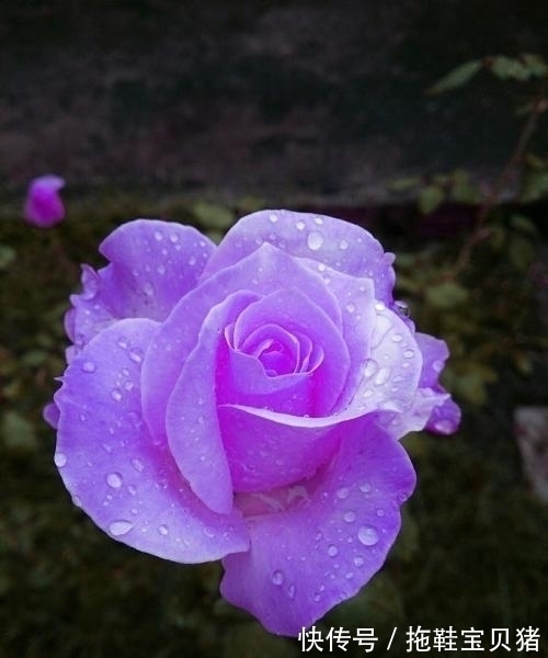 白羊座|未来八天,月老送姻缘,桃花朵朵开的四大星座,注定顺利找到真爱