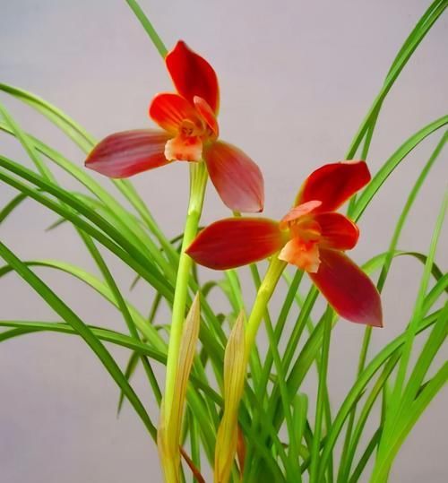  被誉为|此兰开花后自带仙气，一年花期200多天，被誉为“国兰第一红”