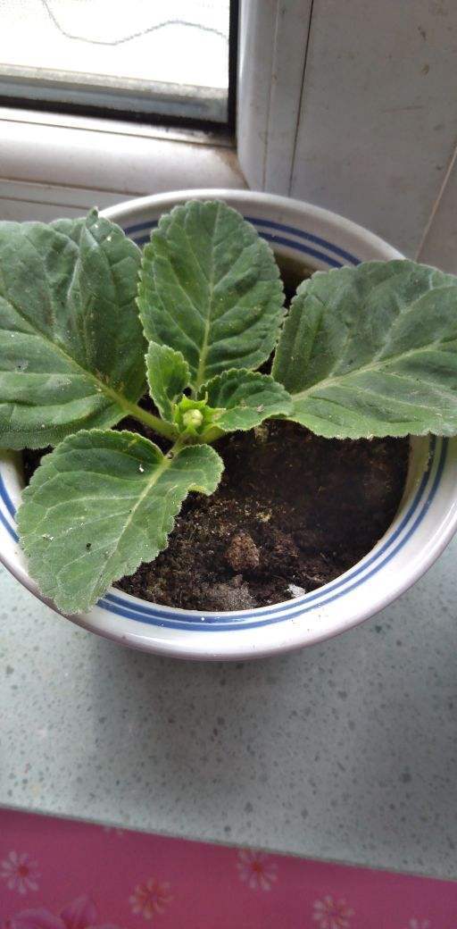 生命力|剪片叶子,放土里就能长出一盆,这4种花养到就是赚到!