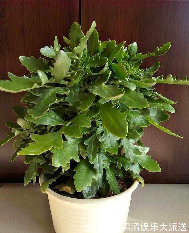 三盆长寿花同样浇水,同样施肥和光照,两盆开花一盆不开为什么