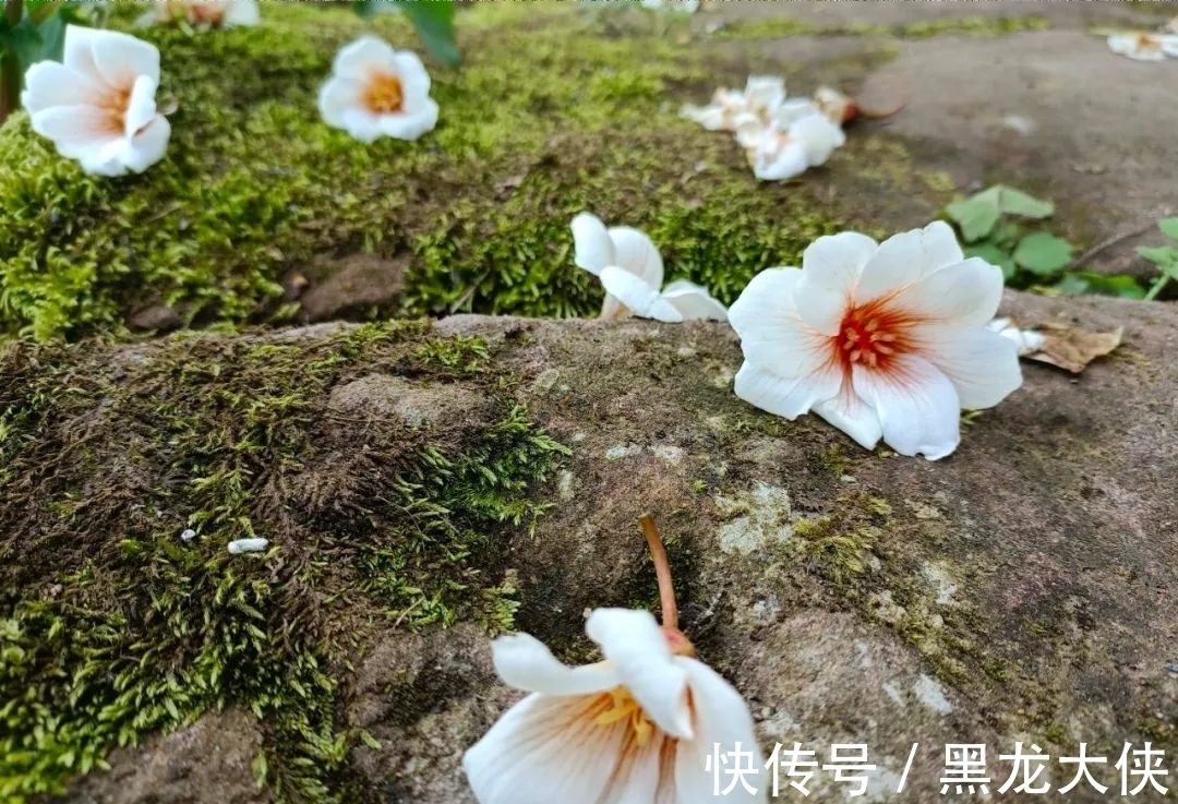 贾宝玉$晏几道最经典的10首宋词,柔情似水,那么美,那么伤